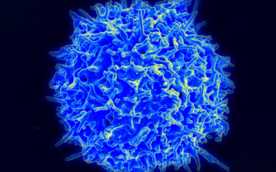 Virological characteristics of the SARS-CoV-2 JN.1 variant