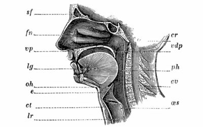 How long does the coronavirus last inside the body?