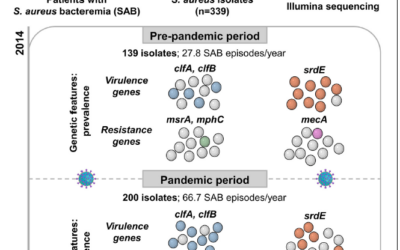 Genomic analysis of Staphylococcus aureus isolates from bacteremia reveals genetic features associated with the COVID-19 pandemic