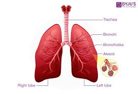 Long COVID lung damage linked to immune system response