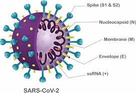 Multiple organ infection and the pathogenesis of SARS