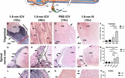 Cerebrospinal fluid flow extends to peripheral nerves further unifying the nervous system