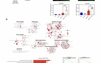 Acute Viral Infection Accelerates Neurodegeneration in a Mouse Model of ALS