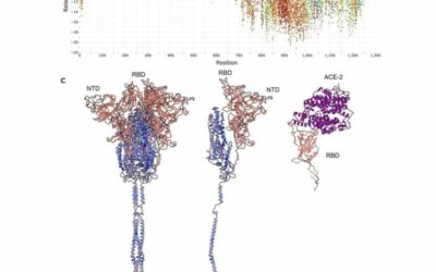 From a single sequence to evolutionary trajectories: protein language models capture the evolutionary potential of SARS-CoV-2 protein sequences