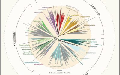 Virology—The next fifty years