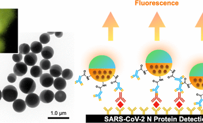 Janus-Type Immunofluorescent Probes and a Quantitative Immunoassay SystemCl