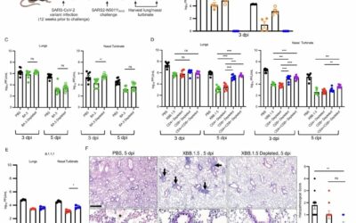 Tissue resident memory T cells contribute to protection against heterologous SARS-CoV-2 challenge