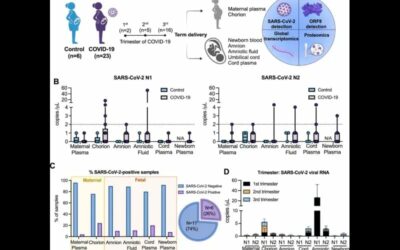 Transplacental SARS-CoV-2 protein ORF8 binds to complement C1q to trigger fetal inflammation