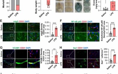 Compromised endothelial Wnt/β-catenin signaling mediates the blood-brain barrier disruption and leads to neuroinflammation in endotoxemia