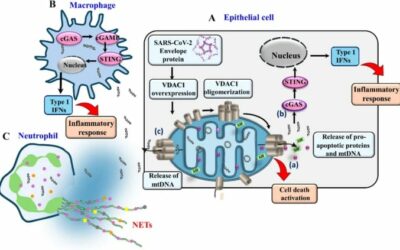 Elevated serum mtDNA in COVID‑19 patients is linked to SARS‑CoV‑2 envelope protein targeting mitochondrial VDAC1, inducing apoptosis and mtDNA release