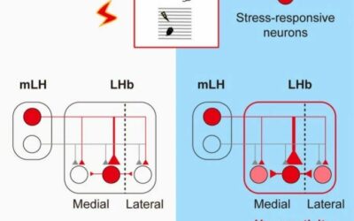 Neuron丨压力也能产生“蝴蝶效应”？崔一卉团队揭示“压力感应细胞”在慢性压力动物的抑郁情绪发生进程中发挥了重要作用