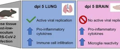 Pulmonary SARS-CoV-2 infection leads to para-infectious immune activation in the brain