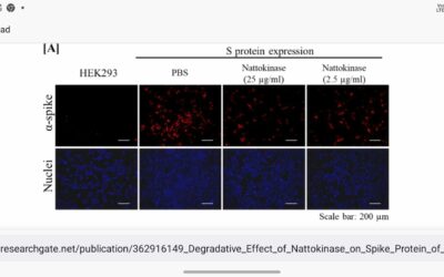 Degradative Effect of Nattokinase on Spike Protein of SARS-CoV-2