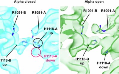 Virion morphology and on-virus spike protein structures of diverse SARS-CoV-2 variants