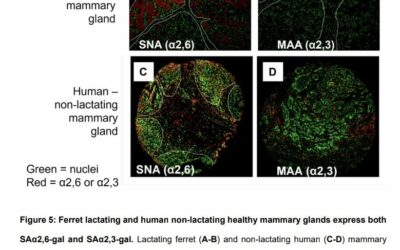 Intramammary infection of bovine H5N1 influenza virus in ferrets leads to transmission and mortality in suckling neonates