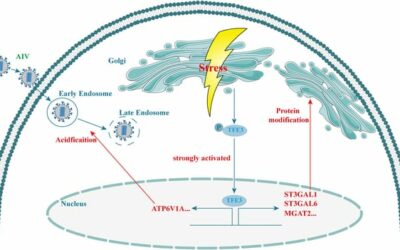 H5 subtype avian influenza virus induces Golgi apparatus stress response via TFE3 pathway to promote virus replication