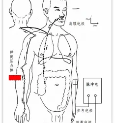 为什么说间质通道是中医经络的科学内涵（三）