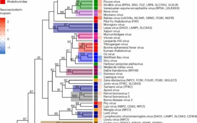 Receptor-binding proteins from animal viruses are broadly compatible with human cell entry factors